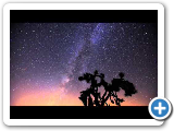 Joshua Tree Under the Milky Way